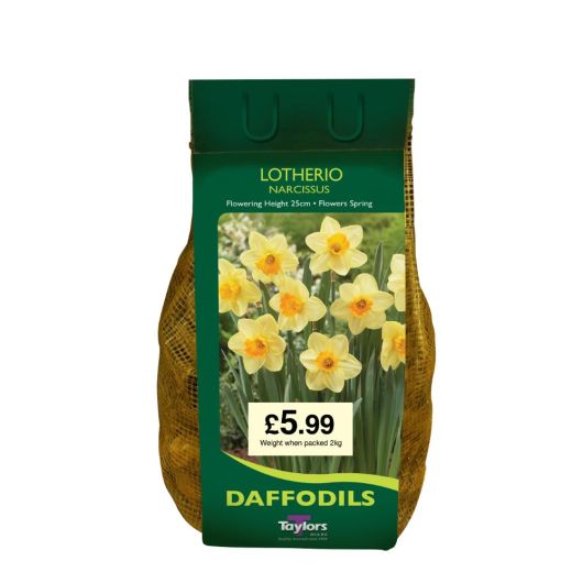 Net Pack Narcissi Lotherio - Pre-order